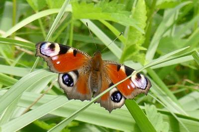 <i>Aglais io</i>