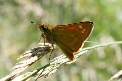 <i>Ochlodes sylvanus</i>