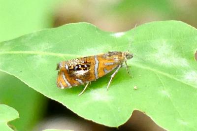 <i>Olethreutes arcuella</i>