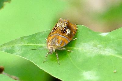 <i>Olethreutes arcuella</i>