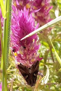 <i>Autographa gamma</i>