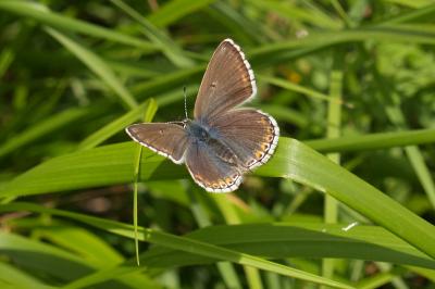 <i>Lysandra bellargus</i>