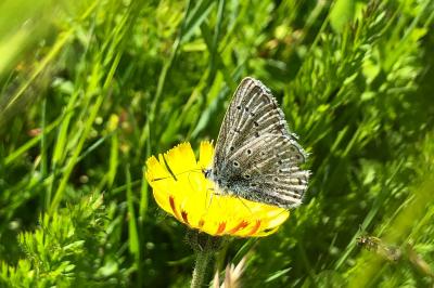 <i>Polyommatus icarus</i>