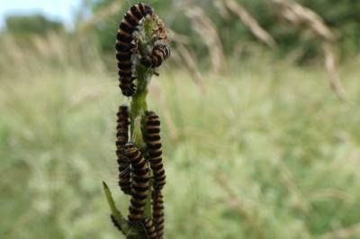 <i>Tyria jacobaeae</i>