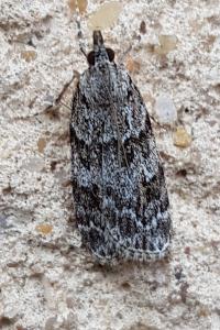 <i>Scoparia</i>