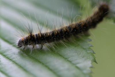 <i>Lasiocampa quercus</i>