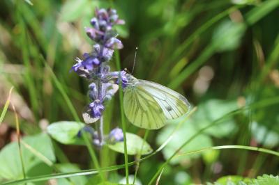 <i>Pieris napi</i>