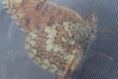 <i>Melitaea phoebe</i>