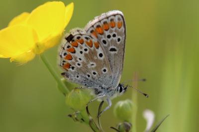 <i>Aricia agestis</i>