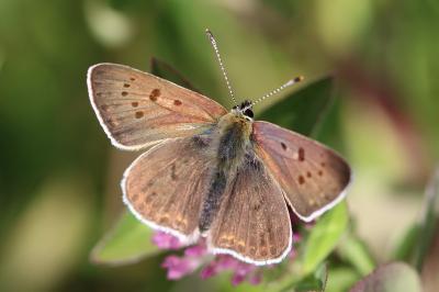 <i>Lycaena tityrus</i>