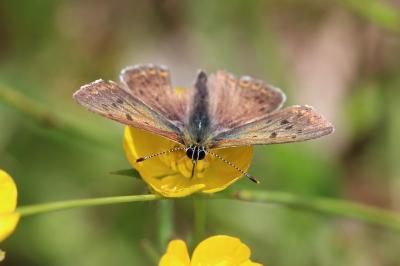 <i>Lycaena tityrus</i>