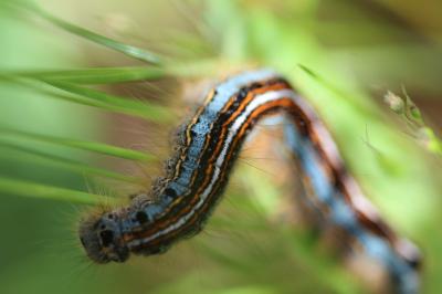 <i>Malacosoma neustria</i>