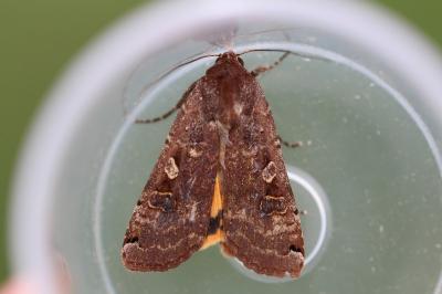 <i>Noctua pronuba</i>