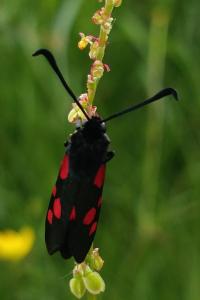 <i>Zygaena trifolii</i>