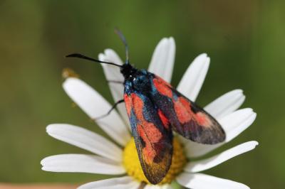 <i>Zygaena trifolii</i>