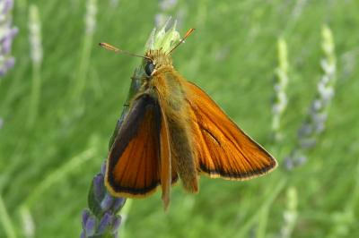 <i>Thymelicus sylvestris</i>