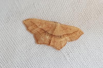 <i>Scopula imitaria</i>