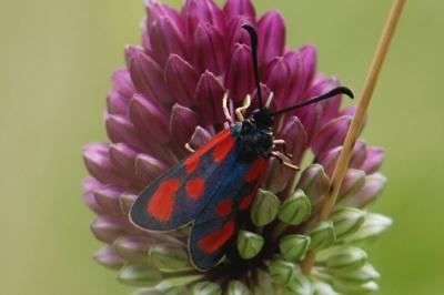 <i>Zygaena loti</i>