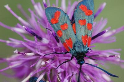 <i>Zygaena transalpina</i>