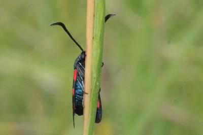 <i>Zygaena transalpina</i>