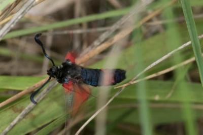 <i>Zygaena sarpedon</i>