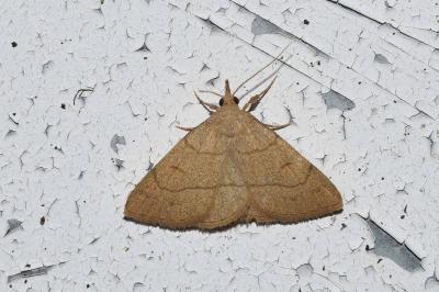 <i>Paracolax tristalis</i>