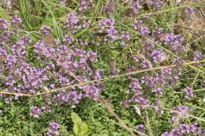 <i>Satyrium ilicis</i>