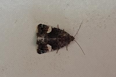 <i>Tyta luctuosa</i>