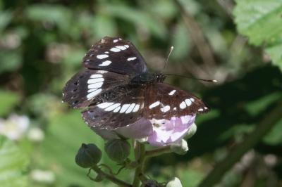 <i>Limenitis reducta</i>