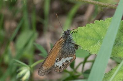<i>Coenonympha arcania</i>
