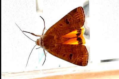 <i>Noctua comes</i>