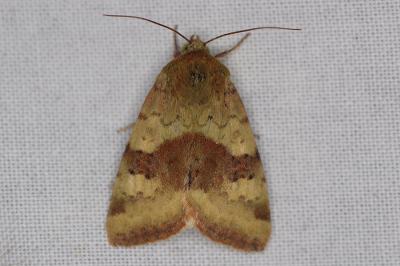 <i>Heliothis viriplaca</i>