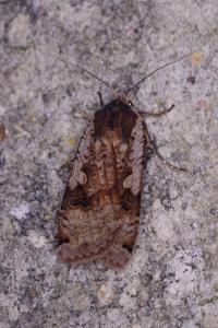 <i>Noctua pronuba</i>