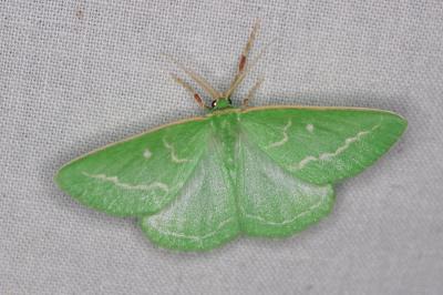 <i>Thetidia smaragdaria</i>