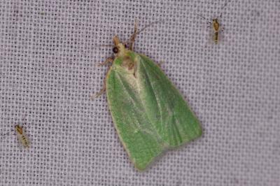<i>Tortrix viridana</i>
