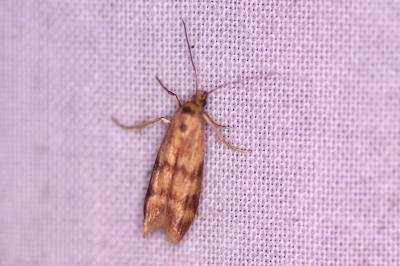 <i>Homoeosoma sinuella</i>