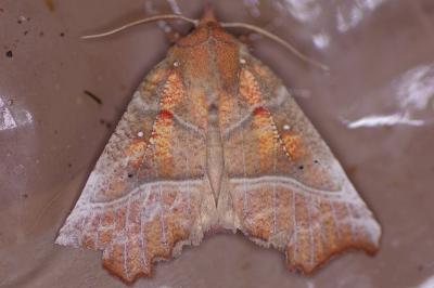 <i>Scoliopteryx libatrix</i>