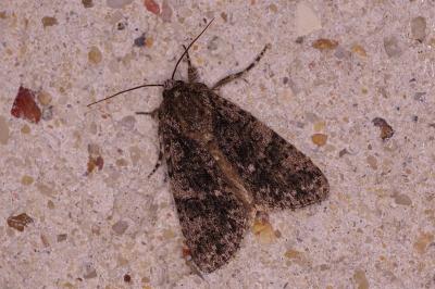 <i>Acronicta rumicis</i>