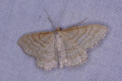 <i>Idaea macilentaria</i>