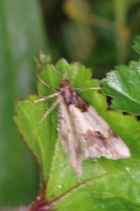 <i>Ligdia adustata</i>