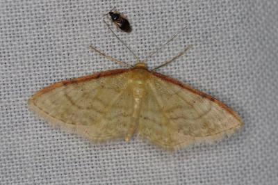 <i>Idaea humiliata</i>
