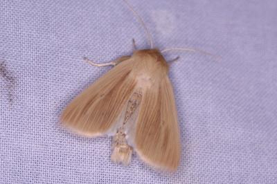 <i>Mythimna pallens</i>
