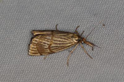 <i>Chrysocrambus linetella</i>