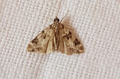 <i>Eudonia delunella</i>