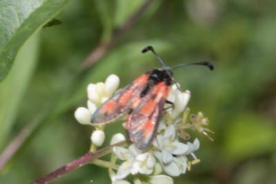 <i>Zygaena sarpedon</i>