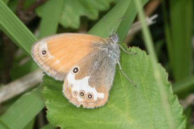 <i>Coenonympha arcania</i>