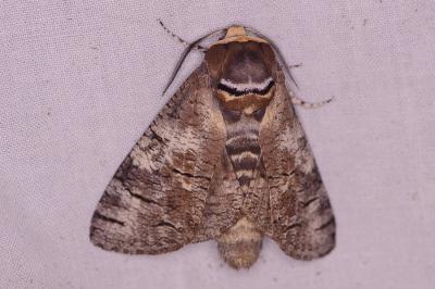 <i>Cossus cossus</i>