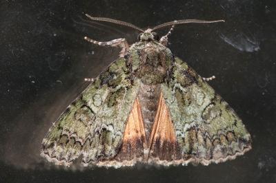 <i>Polyphaenis sericata</i>
