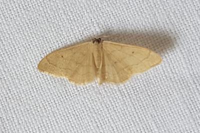 <i>Idaea</i>