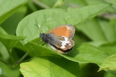 <i>Coenonympha arcania</i>